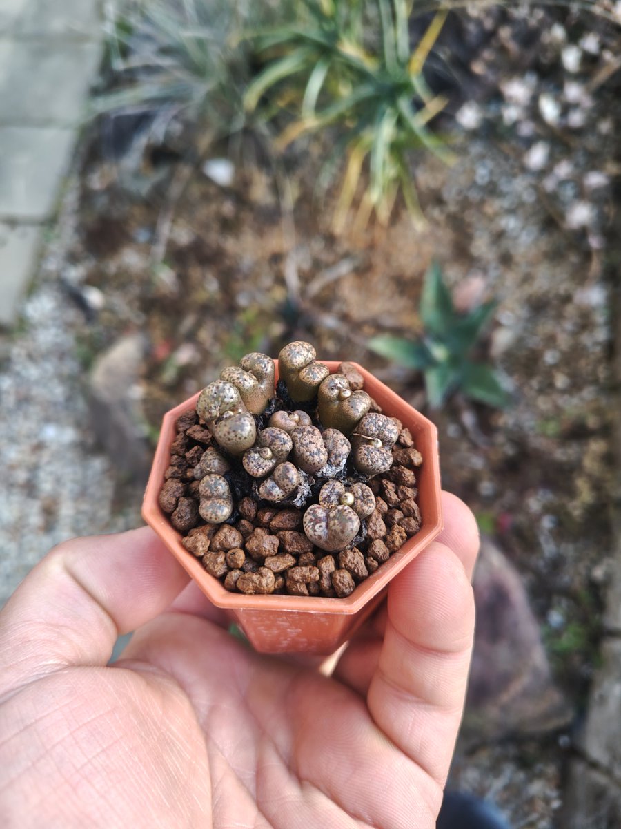 でーさんさま専用 メセン種子 でーさんさま専用 メセン種子 でーさん