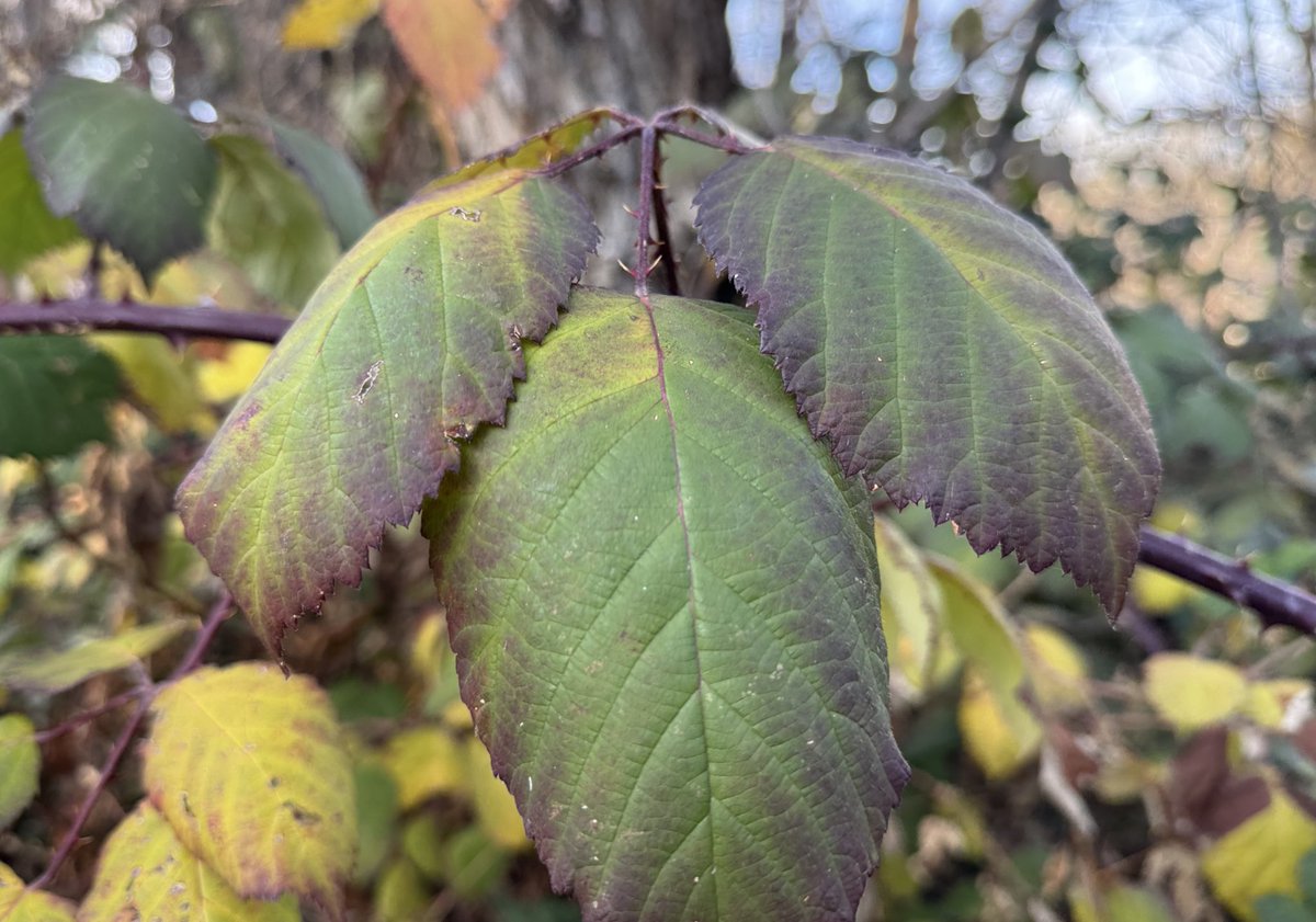 Textures in nature are so amazing! 

Do you ever take close up photos of leaves, rocks, flowers, and/or other plants? 

I’d love to see them!! 👇🏻