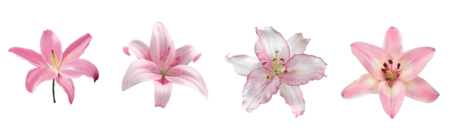 heart_jpg's tweet image. 