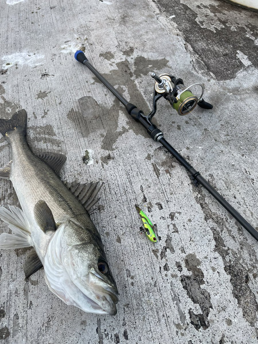 釣り好きたっつぁん (@FishingLoverTN) / Posts / X
