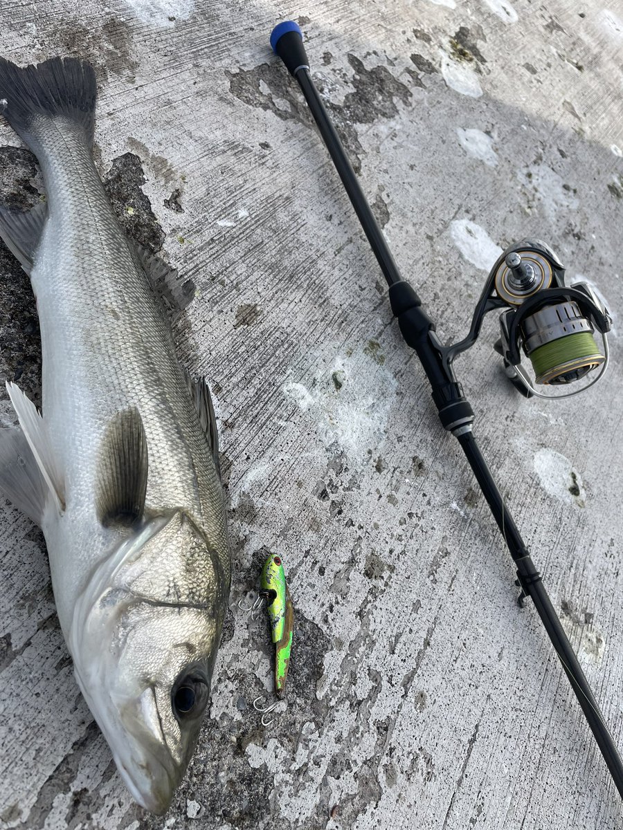 釣り好きたっつぁん (@FishingLoverTN) / Posts / X