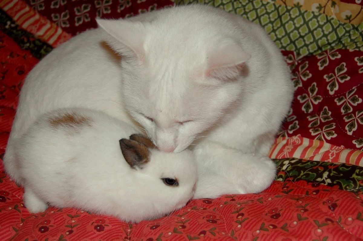 Bunnies tweet media
