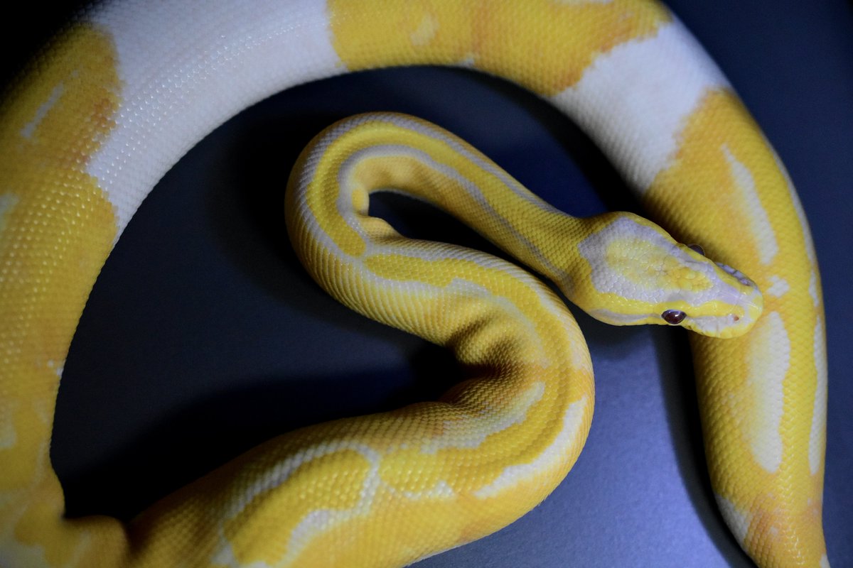 na___Python's tweet image. ここにRussoを入れたいんだ🥹