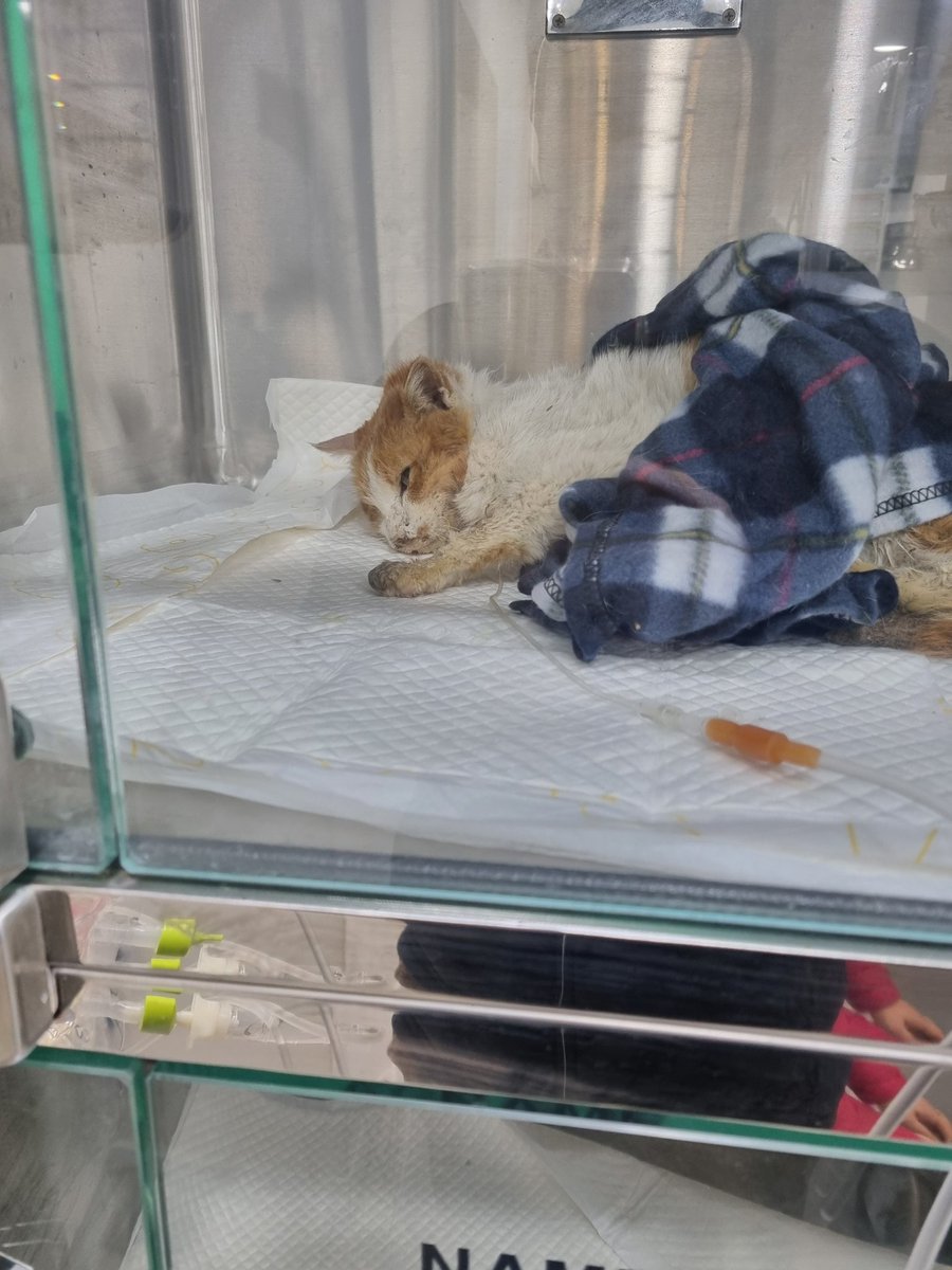 살구가 부천에 지중해병원에 입원했습니다..살구가 빈혈이 심해서 오늘 내일중에 수혈을 받아야 할것같습니다..