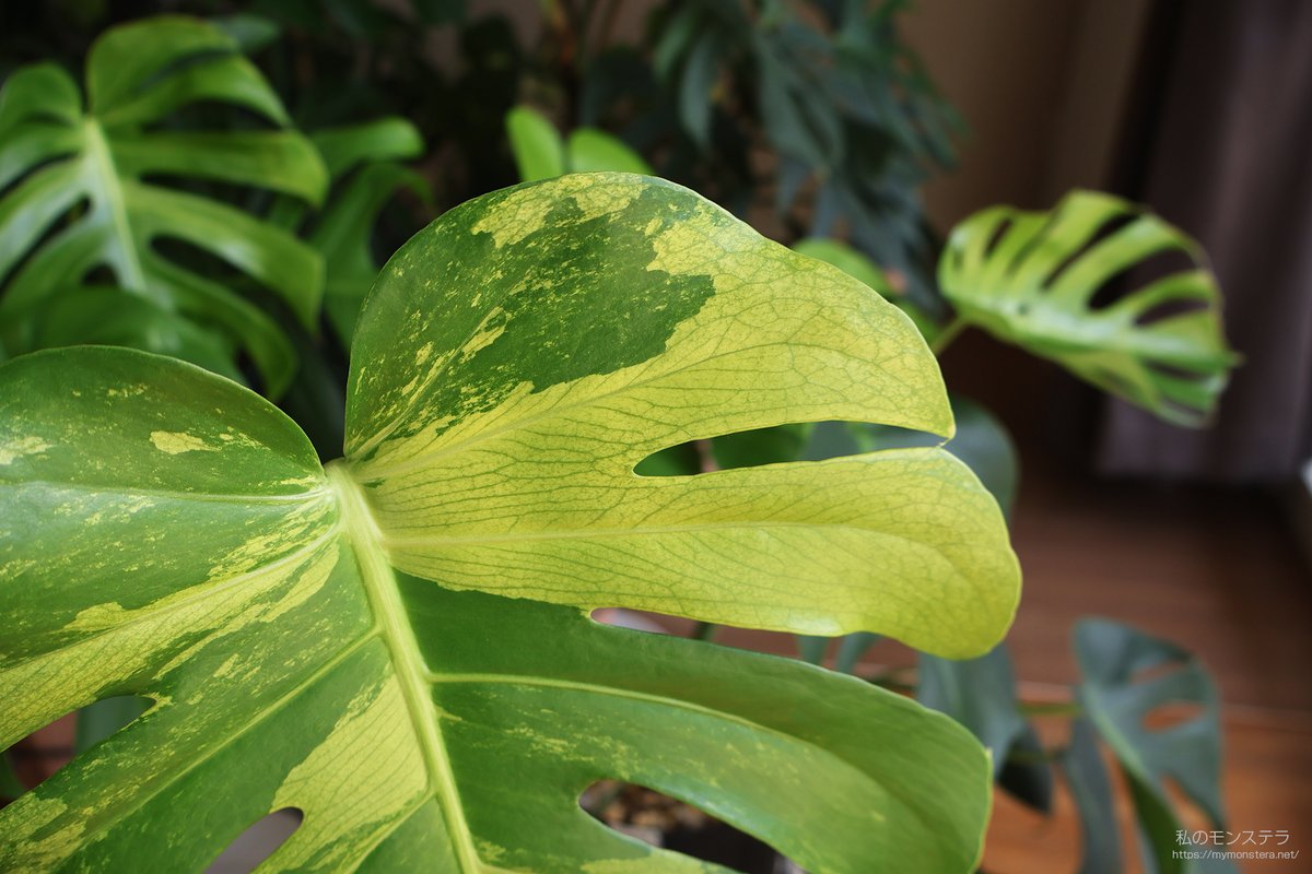 【N0705】モンステラプラチナム☆メリクロン株 N0705】モンステラプラチナム☆メリクロン株 N0705】モンステラ