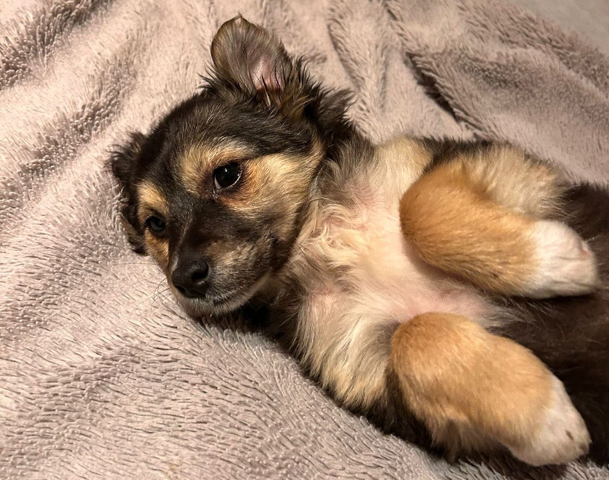 NuevaVidaAdop's tweet photo. #madrid
MATISSA  cachorrita RESCATADA de una persona "sin techo" con el que convivía
Tiene 3 meses En edad adulta rondará 10-12kg  NECESITA #adopcion
Se entrega chipada,vacunada,desparasitada y CON compromiso de castracion
CONTACTO📩 facenuevavida@gmail.com
#cachorros #ãdopta https://t.co/uhWPjE6wCR