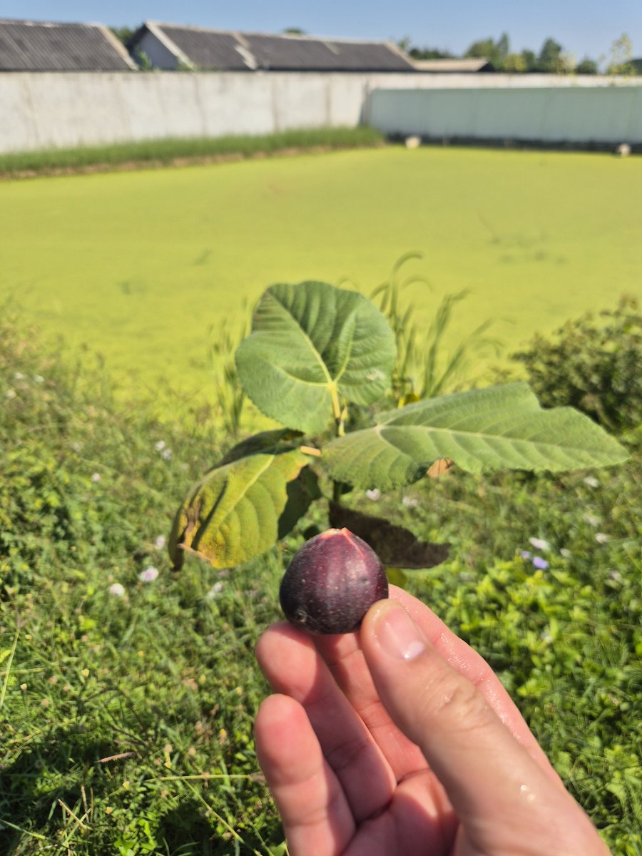 ลูกฟิกที่ปลูกไว้ สุกพร้อมกินละ