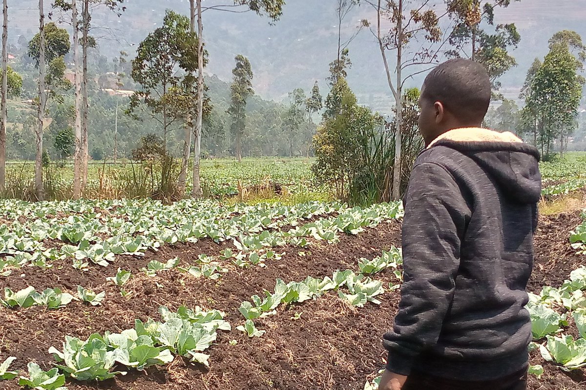 Right Cohen tweet media