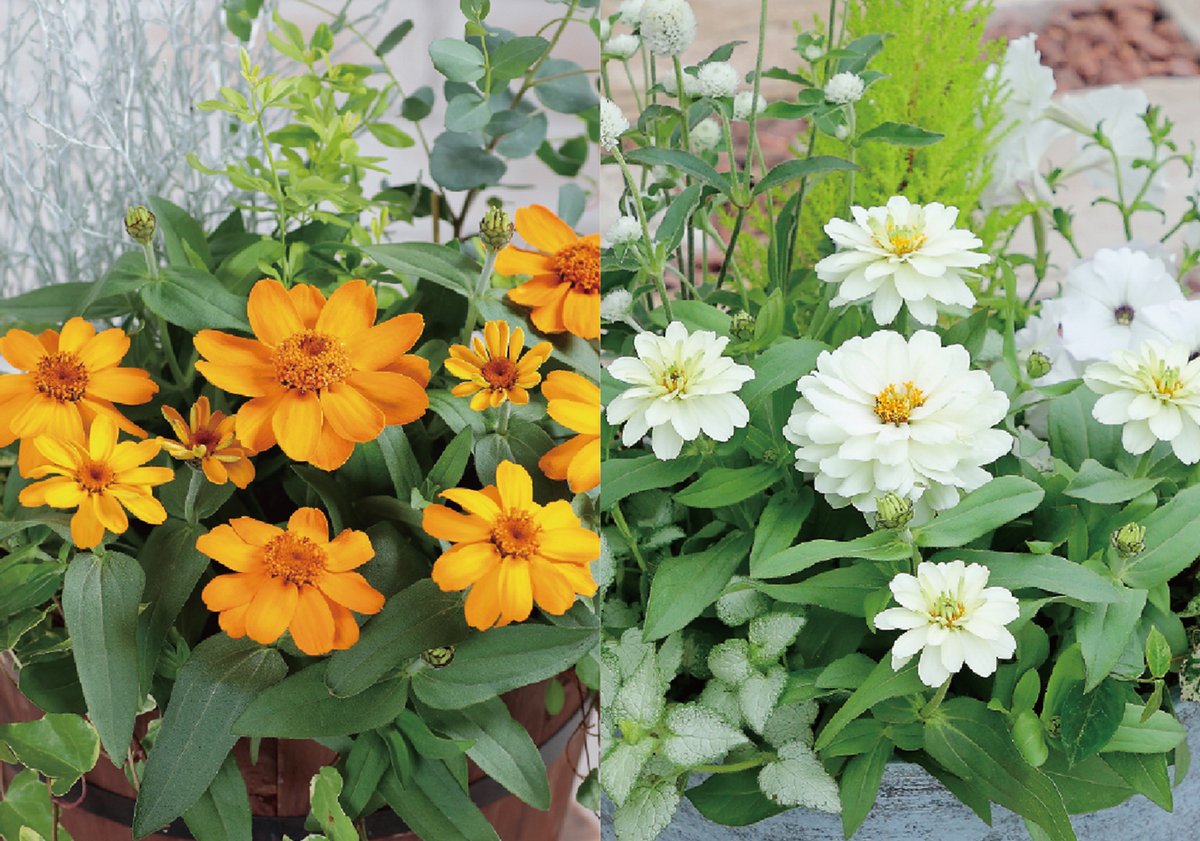 世界に夢をまく「サカタのタネ」 サカタのタネ2026オリジナルカレンダー｜種（タネ）,球根,苗,資材