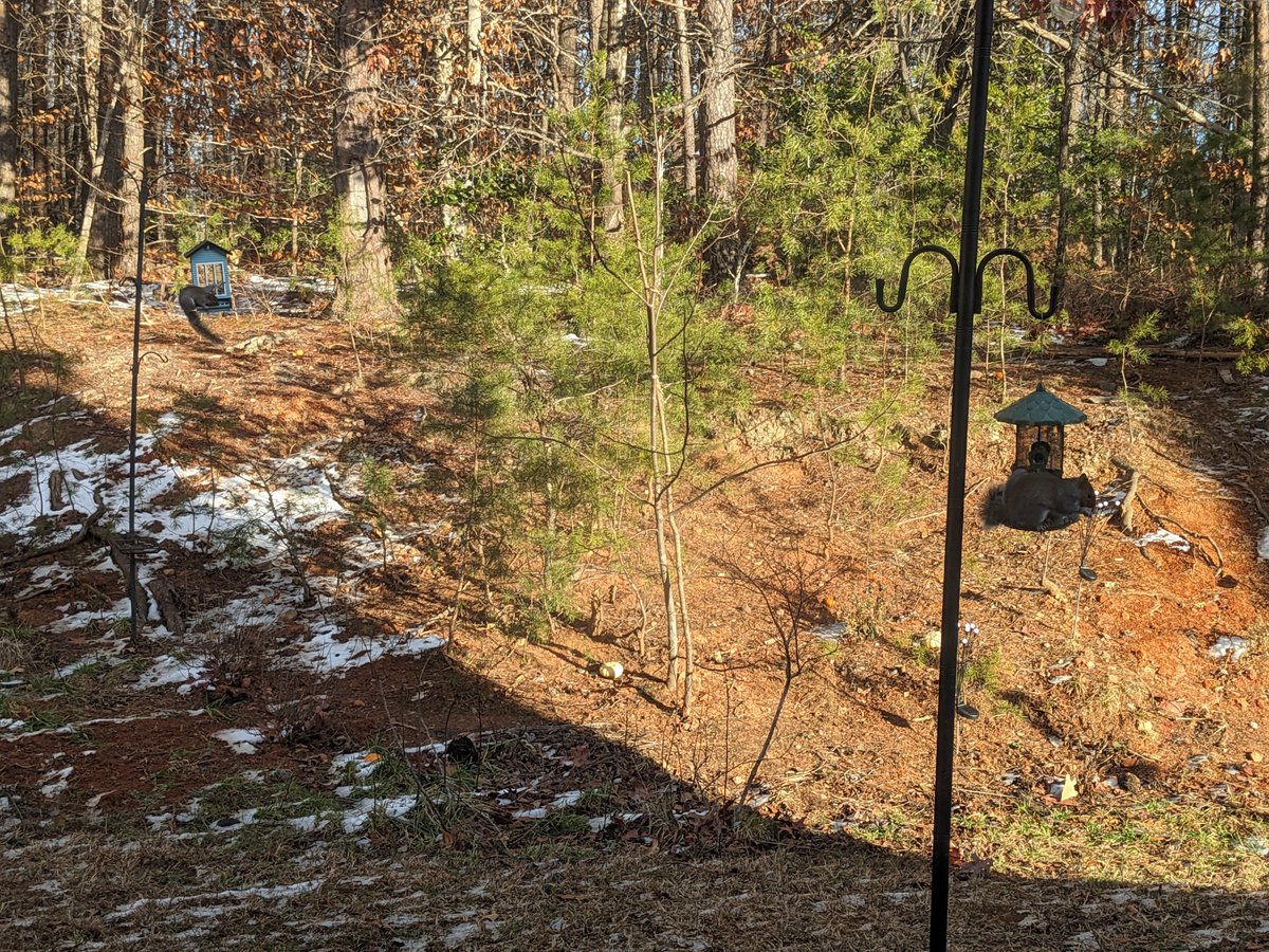 I got squirrels in both birdhouses, where is Mark Roper when you need him.