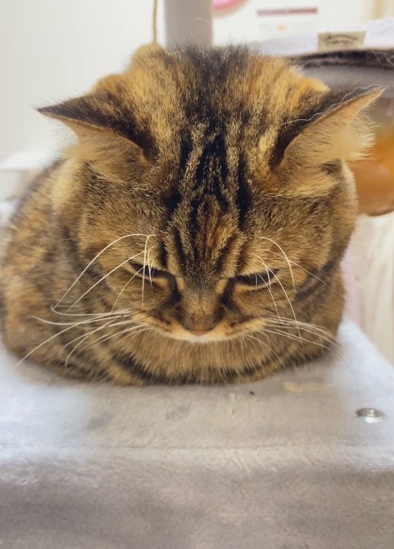 寒いからお腹で手ぬくぬくさせてる
 #猫のいる暮らし
 #姉猫