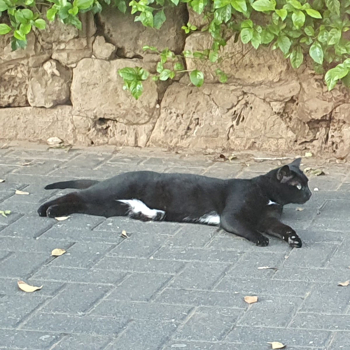 CatsEastTLV's tweet photo. לחתולה הזו קראנו "עבריינית צווארון לבן" כי זה היה לפני שראינו את הבטן שלה! #פידחתולים #להחמיד_את_הפיד https://t.co/rIJyhzOLoZ
