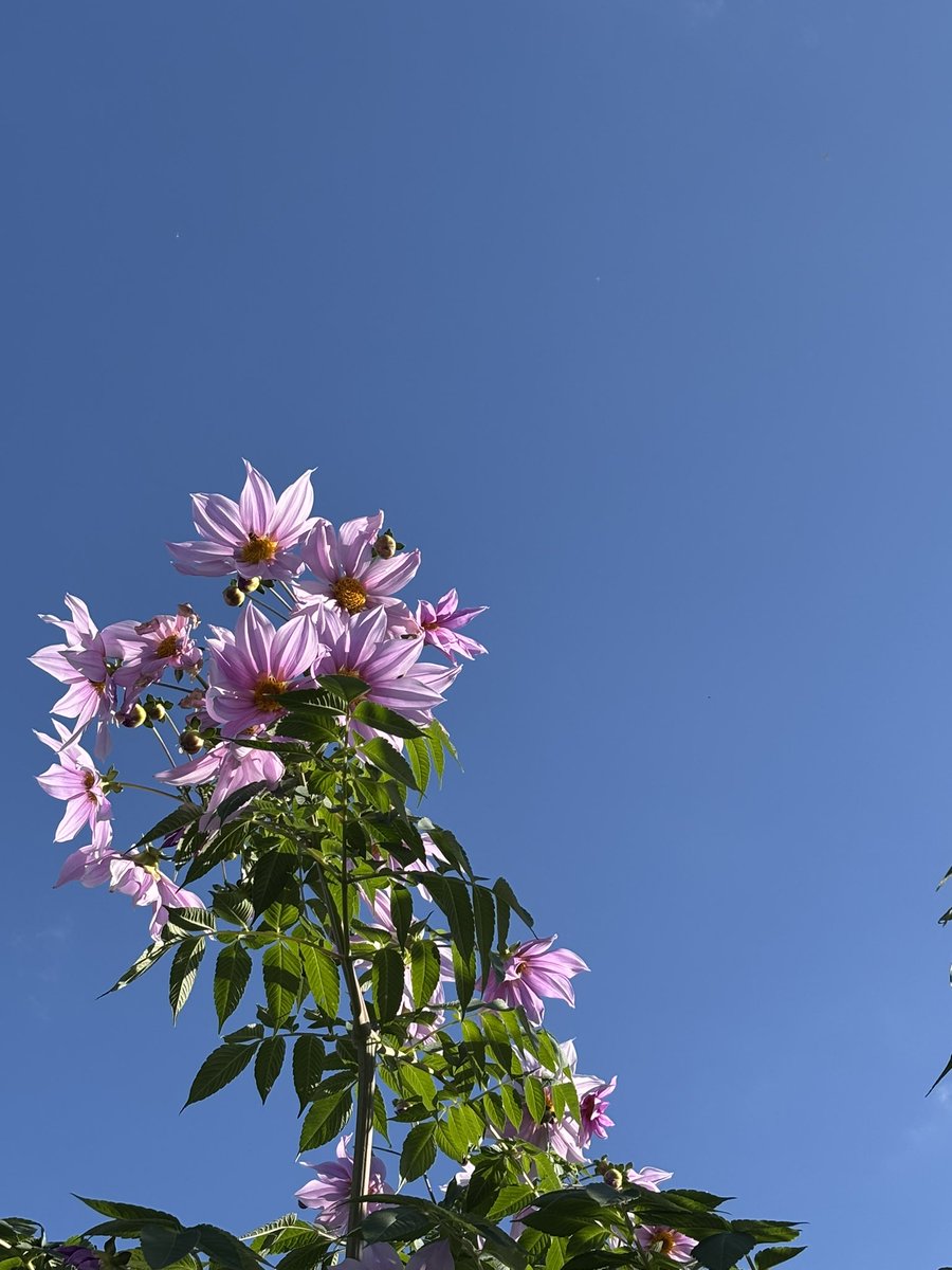 kimiuroko's tweet image. 皇帝ダリア

#花　#風景　#カメラ　#写真