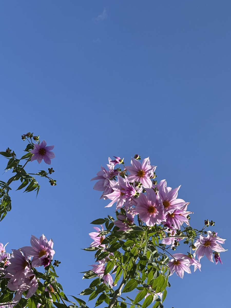 kimiuroko's tweet image. 皇帝ダリア

#花　#風景　#カメラ　#写真