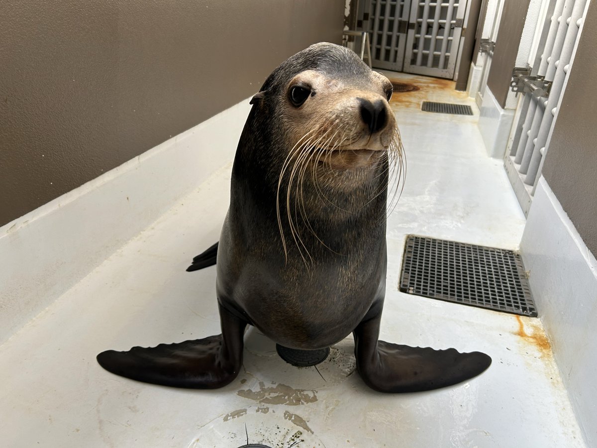 ヒレアシ（鰭脚類）情報 (@hirezake2024) / Posts / X