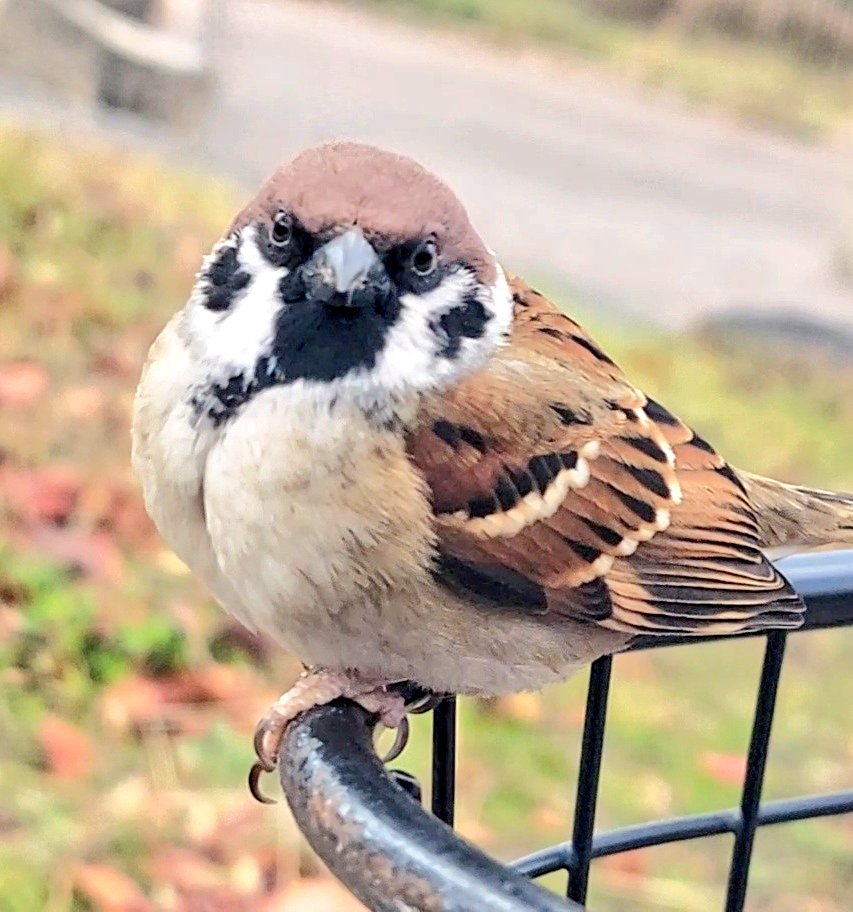 ピピちゃんページ ピピピさん＆スズメﾁｬﾝ おはようございます👧💞🐦‍⬛🚲 今日もハッピー