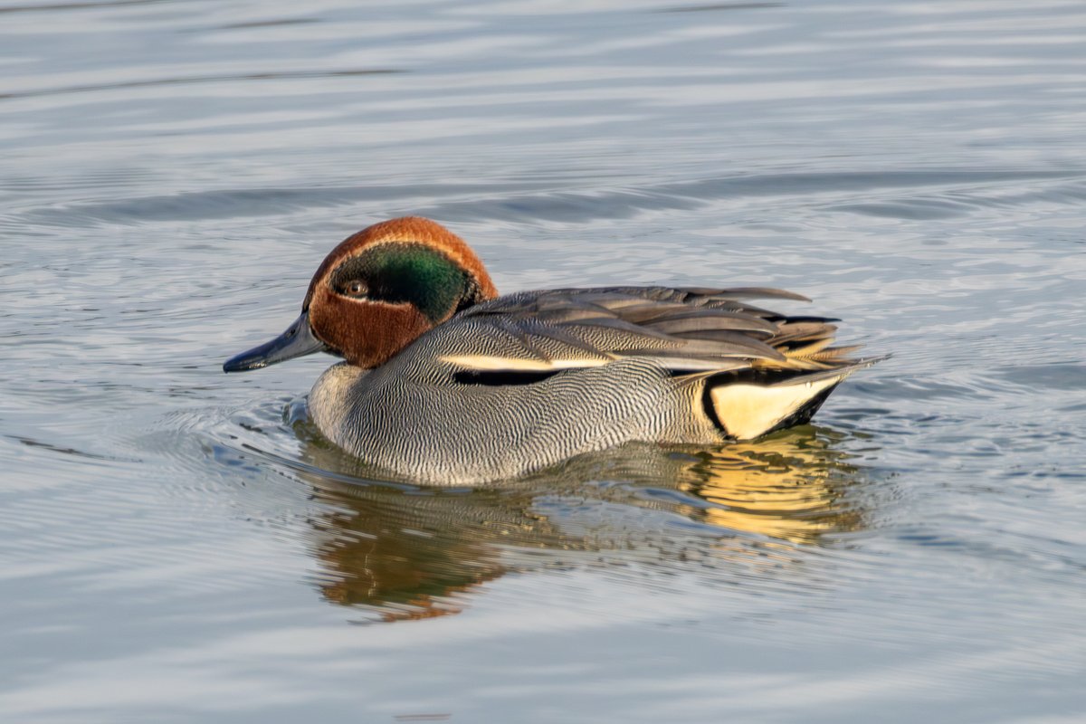 IoanaLogafatu's tweet image. Yesterday's nature ramble.

#Curlew #GreatWhiteEgret #Teal #Cormorant