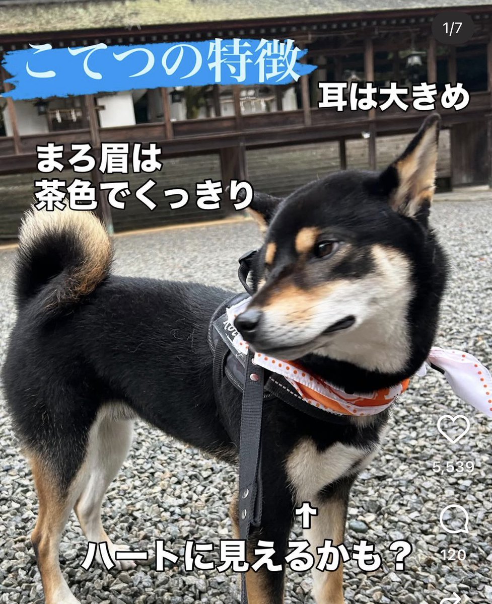 macha_daichi's tweet photo. 🚨迷子犬🚨岡山県赤盤市🚨拡散🙇

柴犬の【こてつ】君が迷子です。
（14kg/男の子/去勢済み）

・細身
・大きめ
・足長い

お近くにお住まいの方、
通勤、通学へ行かれる方、通る方、
気にしていただけると幸いです🙇‍♂️

見かけた方、何か情報をお持ちの方は、
写真の連絡先へお願いします。 https://t.co/mhiaXkMAmQ