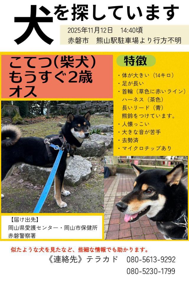 macha_daichi's tweet photo. 🚨迷子犬🚨岡山県赤盤市🚨拡散🙇

柴犬の【こてつ】君が迷子です。
（14kg/男の子/去勢済み）

・細身
・大きめ
・足長い

お近くにお住まいの方、
通勤、通学へ行かれる方、通る方、
気にしていただけると幸いです🙇‍♂️

見かけた方、何か情報をお持ちの方は、
写真の連絡先へお願いします。 https://t.co/mhiaXkMAmQ