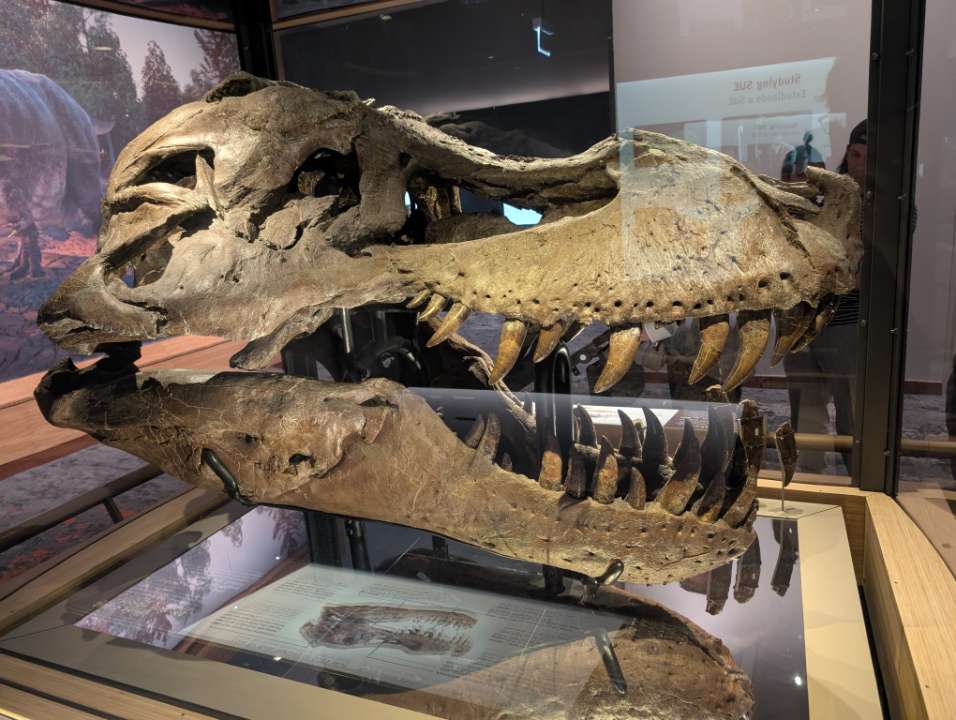 ClassyCarnotaur's tweet photo. @FerociousGame Dinosaurs are pretty cool :) https://t.co/kCZCAPtcW9