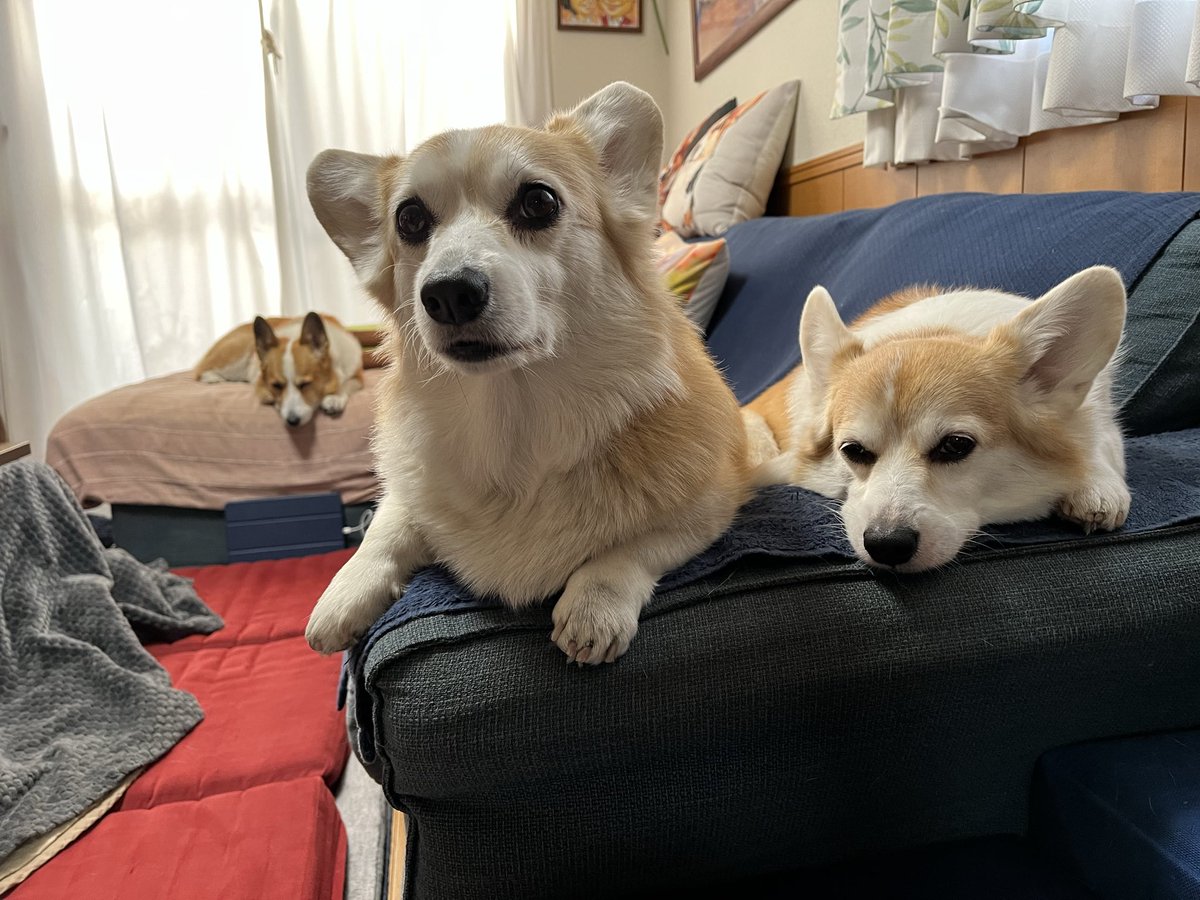 ルーちゃんママ (@tu_qwl) / Posts / X