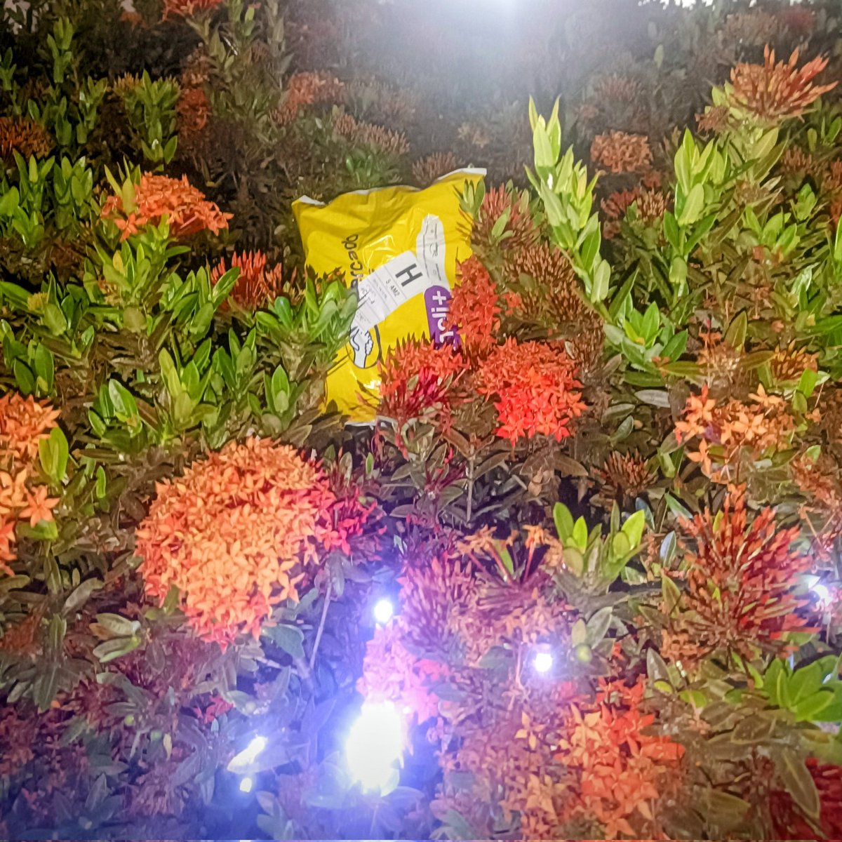 _jojoel's tweet image. minha mãe revoltada com um pedido que não tinha chegado e uma pessoa desconhecida com nome estranho tinha recebido: