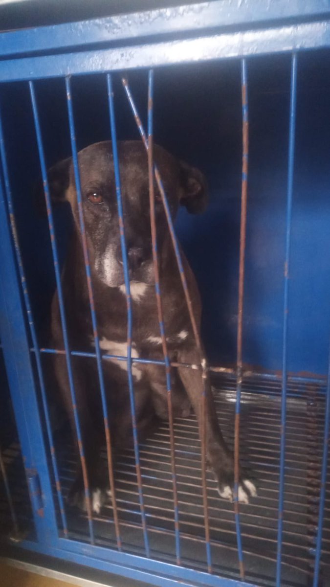 HELA_MORE's tweet photo. Albita se puso muy mal en la madrugada.
Ya les habíamos contado que una vecina la metió a su casa porque parecía que tenía frío, pero en realidad su cuerpecito tenía un temblor extraño, probablemente por dolor. 💔

Como nadie quiso ayudar ni rescatarla, lo hicimos nosotros.
Hoy ya fue llevada al veterinario: se esterilizó y se le retiró el tumor más grande. Aún tiene otro más pequeño que tendrá que retirarse después, pero dimos el primer paso para salvarle la vida.

Si todo sale bien, en los próximos días la traeremos a pensión para que pueda seguir recuperándose con cuidados y sin sufrir en la calle.

Albita no tenía a nadie… hasta ahora.
Por favor ayúdenos a compartir su historia, a mandarle buenas vibras y, si pueden, a apoyar con sus gastos posteriores porque no teníamos previsto este rescate.