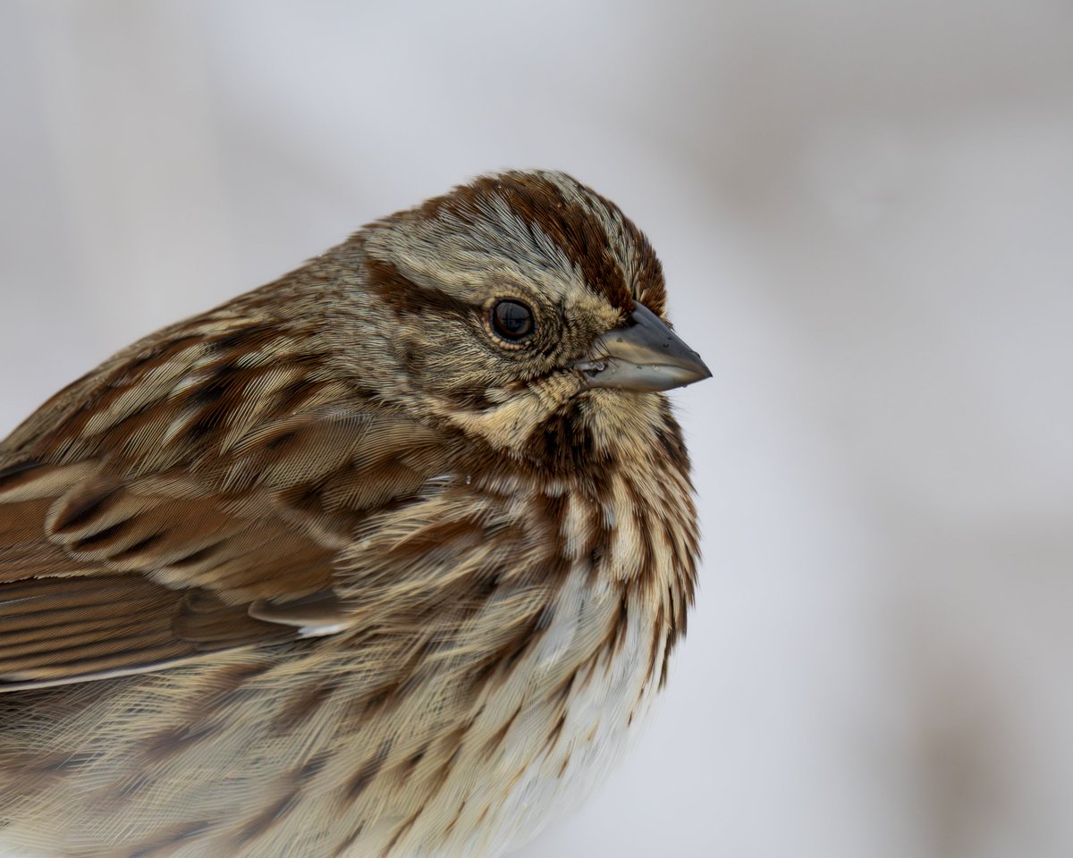 A Moment's Pause

 #photography #naturephotography #backyardbirds #birds #wildlife #wildlifephotography #birdphotography #omsystem #nature #sparrow