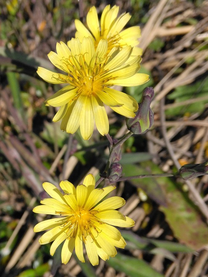 �\�[�V�����}�K�W���w�R�X���f�B�A�h�b�g�R��!!�x:�ŐV���𐏎��X�V��!!