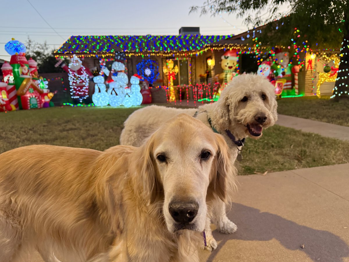 Checking out Christmas deco in the hood with Jacks and Bo.   This house gets an A-.   Legit.