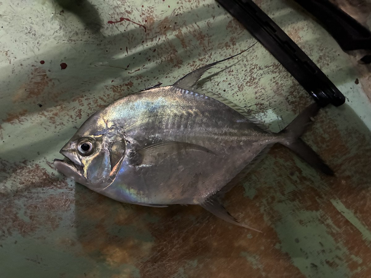 今朝の定置網漁で今期初のヒシカイワリが１個体入網🐟