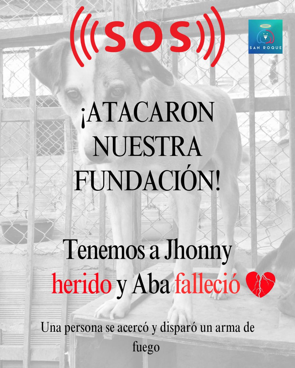 FundacionLucila's tweet photo. 💔 Hoy la Fundación San Roque fue atacada 💔

Con profundo dolor queremos contarles que hoy vivimos un hecho muy grave e injustificable.
Una persona se acercó a la fundación y disparó un arma de fuego.

Nuestro perrito Jhonny resultó herido y necesita atención veterinaria urgente.
Lamentablemente, ABA falleció. Ella le tenía pavor a los sonidos fuertes y el impacto del momento fue demasiado para su pequeño corazón.

Además del dolor inmenso que sentimos, hoy enfrentamos una realidad muy dura:
👉🏼 Debemos $3.500.000 en la clínica veterinaria y solo pueden atender a Jhonny si hacemos un abono considerable.
No podemos dejarlo sin atención. Su vida depende de esto.

Pedimos respeto por nuestro dolor, ayuda económica para salvar a Jhonny y justicia para ABA.
La violencia nunca puede ser el camino.

Gracias a quienes nos acompañan, nos apoyan y siguen creyendo en nuestra labor, incluso en los momentos más oscuros. 🐾💔

Bre-B 320 854 4084

#JusticiaParaABA #FuerzaJhonny #FundaciónSanRoque #NoALaViolencia #AyudaUrgente
