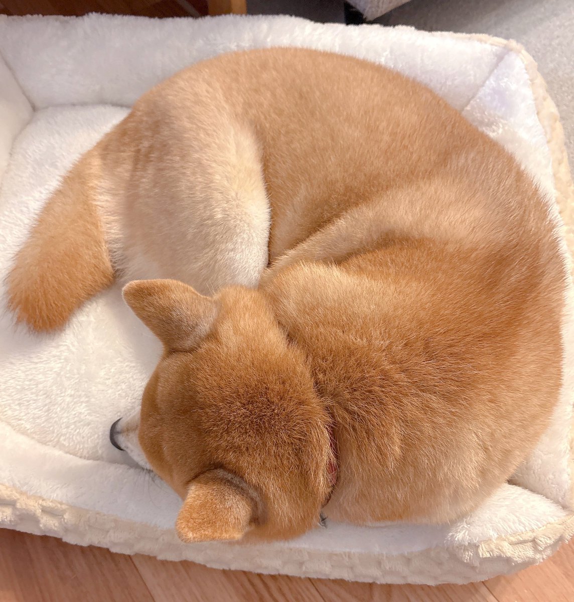 柴犬むぎ 柴犬むぎ🌾 (@shiba_mugi_) • Instagram photos and videos