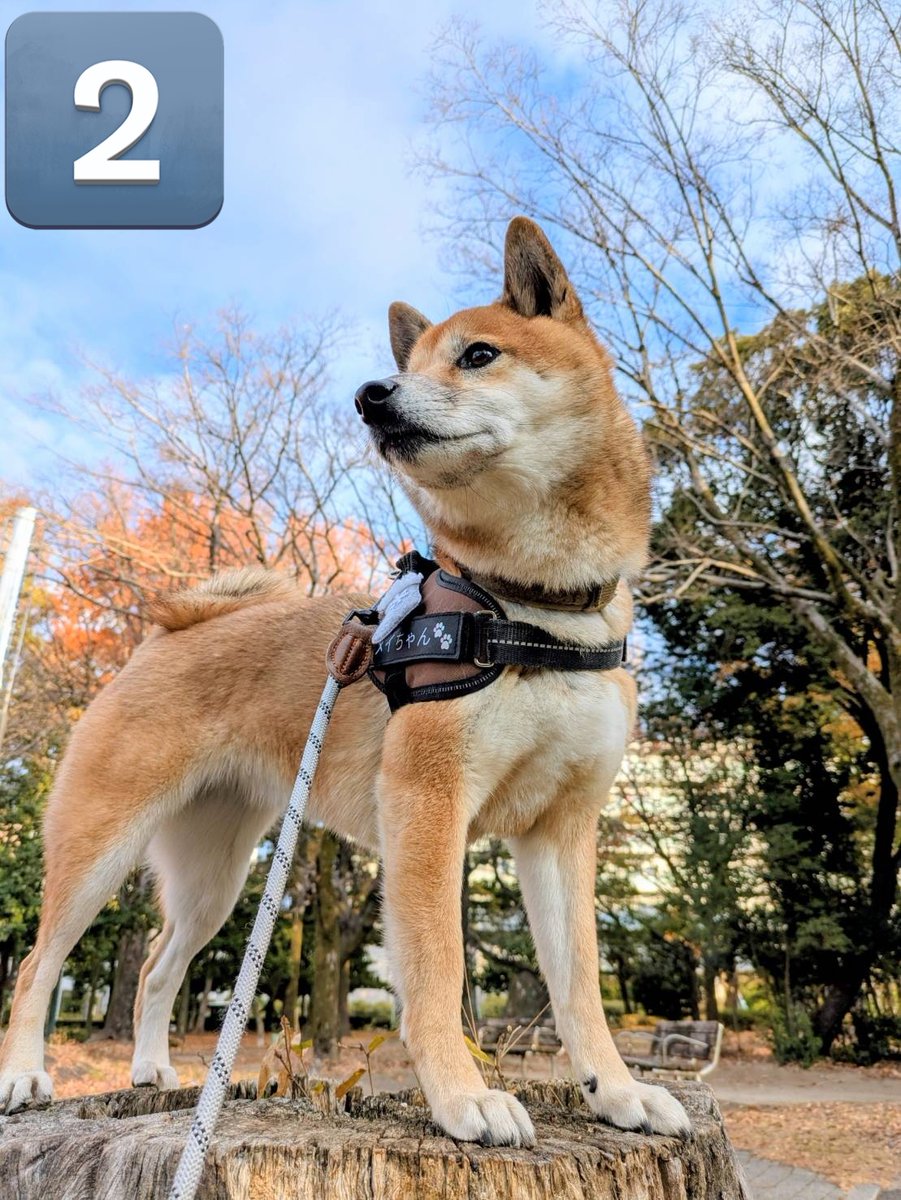 ⭐︎シバ⭐︎ おはよう😸 ①今日の見回り かいし〜😼 ②右よし😺 ③左よし😺 ④異常