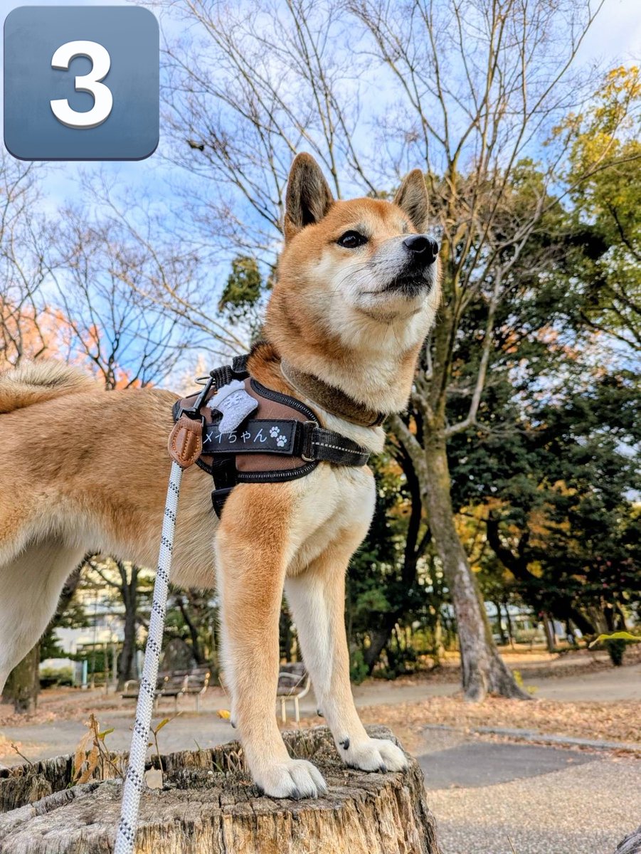 柴犬メイ (@siba883) / Posts / X