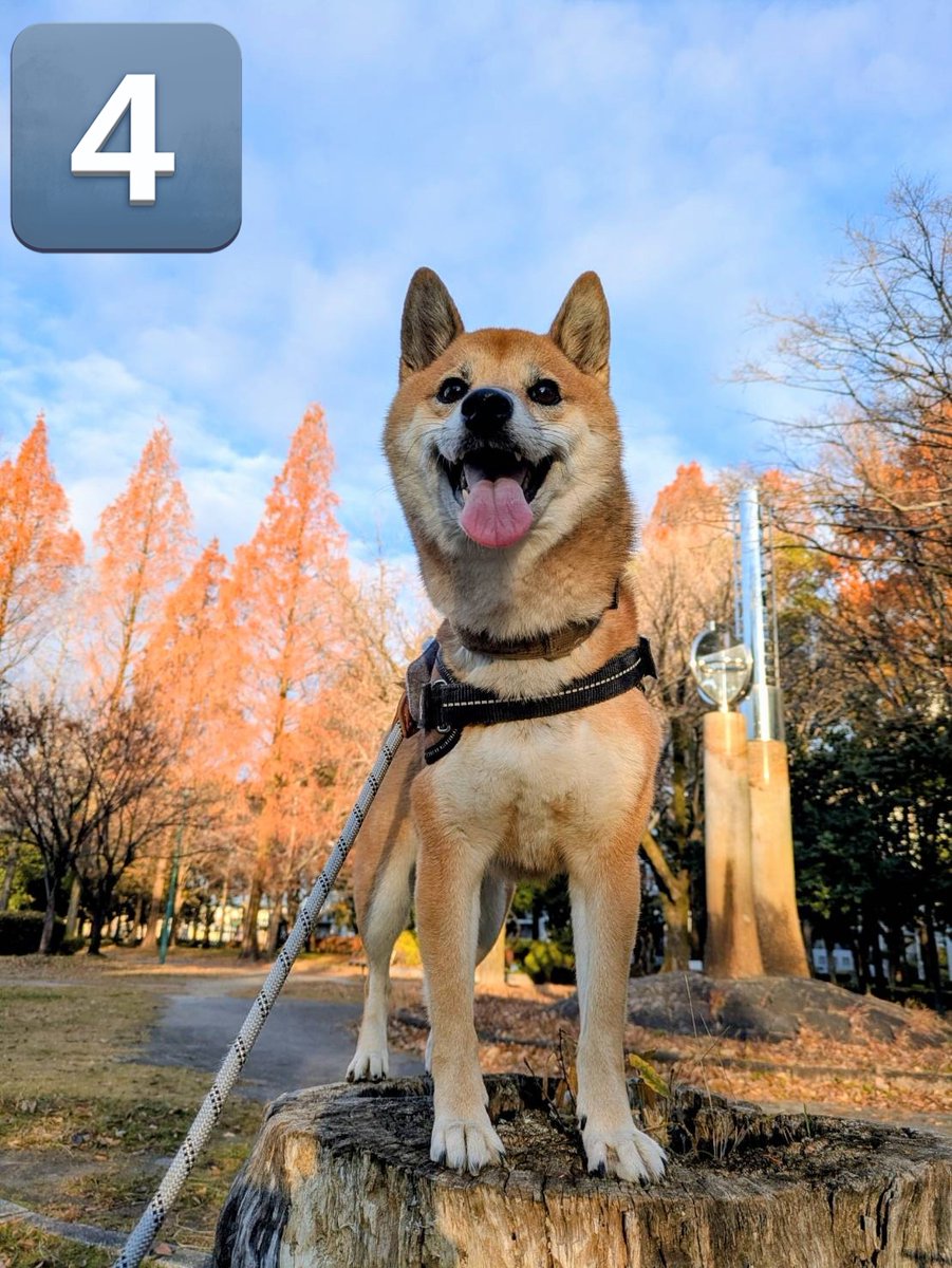 おはよう😸 ①今日の見回り かいし〜😼 ②右よし😺 ③左よし😺 ④異常