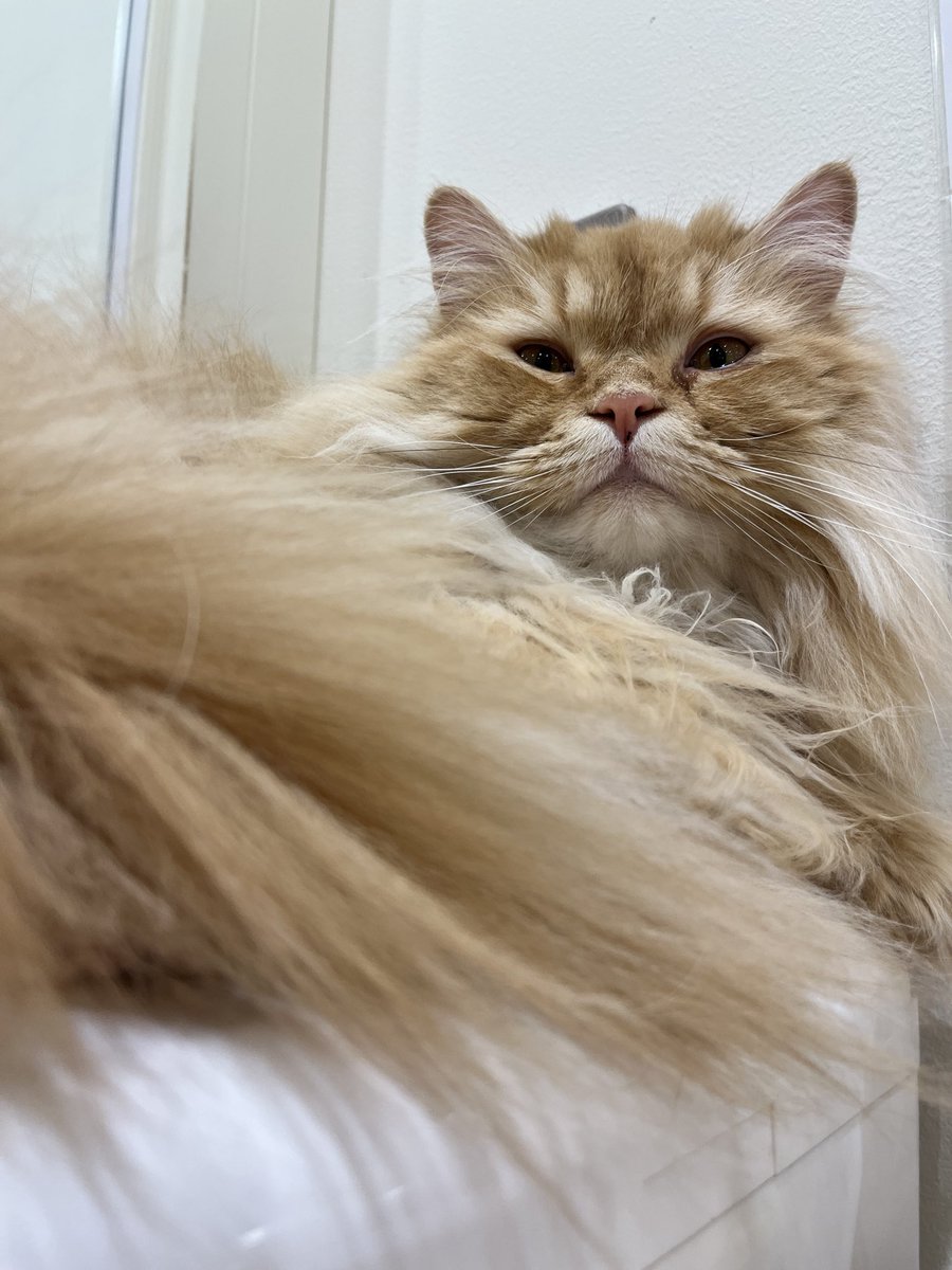 Cat Twitter Community on X - 73.9K Members