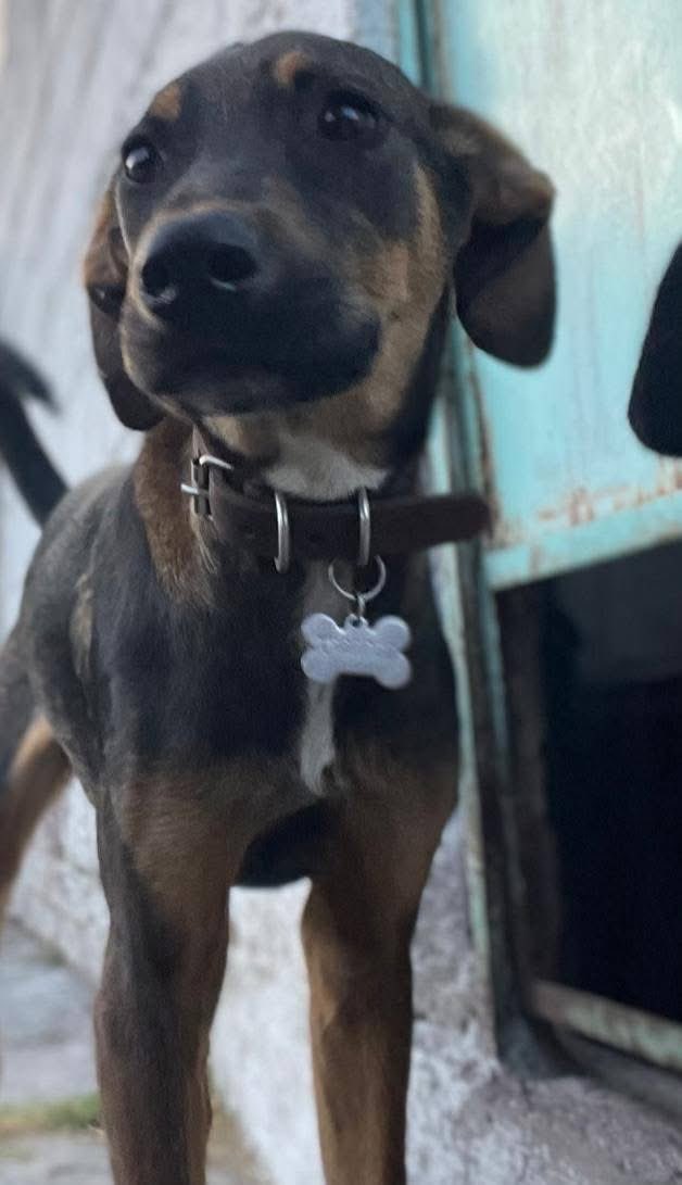 Rescate Animal tweet media