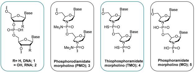 Creative Biogene offers Phosphorodiamidate Morpholino Oligomers (PMO) synthesis process development and manufacturing services, spanning from research to pre-clinical stages. integraterna.creative-biogene.com/phosphorodiami…