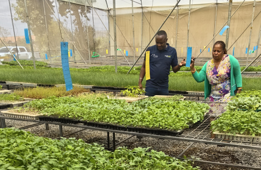 ChangShaDaily's tweet image. Recently, #Changsha Yuefeng Ecological Agriculture Co., Ltd. (hereinafter referred to as "Yuefeng Agriculture") officially signed a cooperation agreement with Ross Farm in #Kenya to jointly develop a 600-mu (approximately 40-hectare) #vegetable cultivation base in #Nairobi City,…