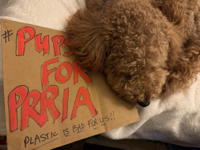 hiskey22's tweet photo. Moose says @CarlHeastieNY I'm sleepy but  pretty please protect me and Ms. Paisley Park and our  friends from plastics that make our tummies hurt! Bring the Packaging  Reduction &amp; Recycling Infrastructure Act (A1749/S1464) up for a vote  ASAP! #PeopleOverPlastic #PupsForPRRIA! https://t.co/hDdpgpbgsN