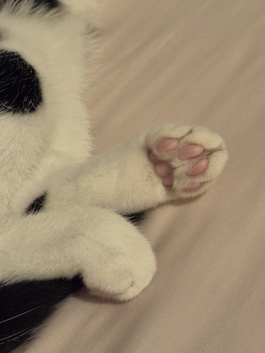 soletsrunawayy's tweet image. obsessed with cat paws