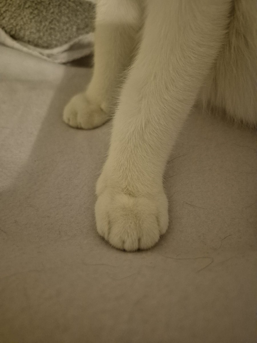 soletsrunawayy's tweet image. obsessed with cat paws