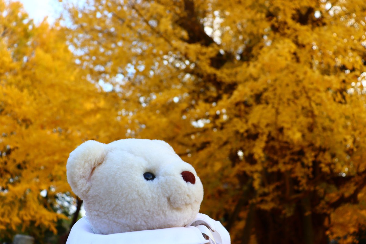 みてー！綺麗だったの〜🐻‍❄️🍁
 #くまのぽー  #ぬいぐるみ   #ぬい撮り #銀杏