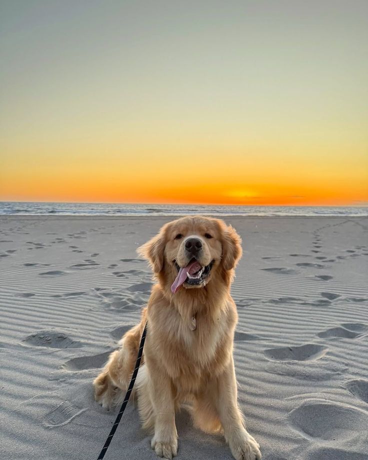 Doglover (@puppiesdoglover) on Twitter photo 