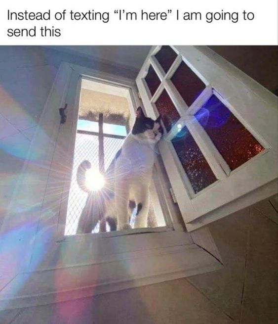 Catsillyness's tweet photo. https://t.co/psATx9fctw