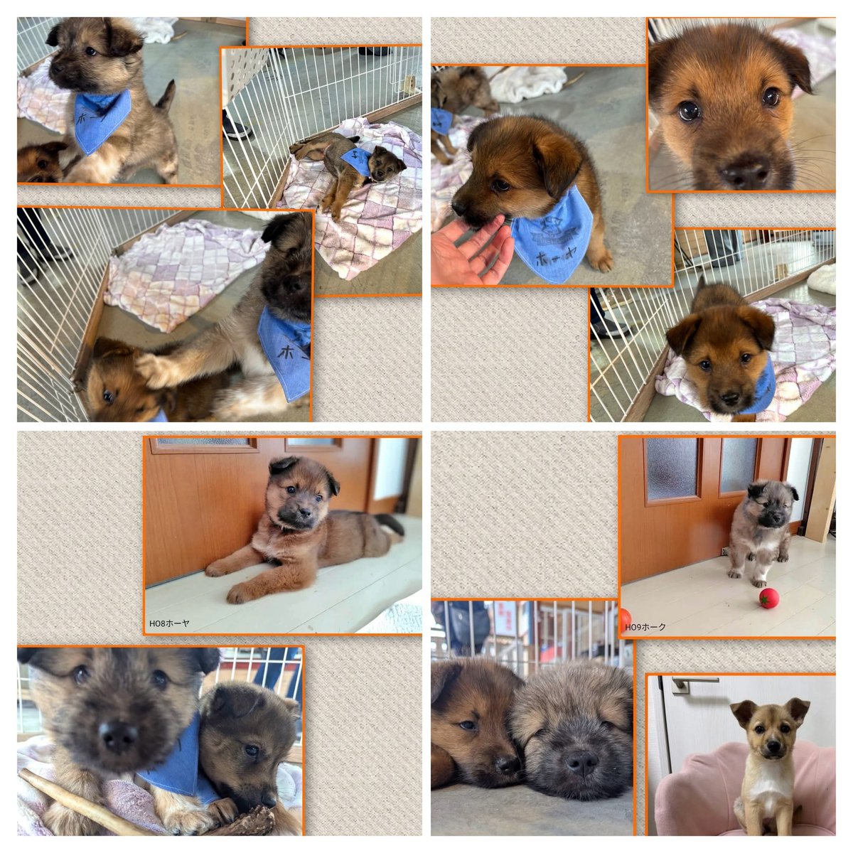 📣仔犬の予約面談会のお知らせ📣

12/20・21(土日)
仔犬予約面談会開催🐶

＊時間帯は予約制ですが　
面会後のお申し込み希望もお受けしています

＊日程と参加メンバーはポスターをご覧ください

＊詳しくはコチラ↓
instagram.com/p/DSTL53mk9Dm/…

#面談会 #譲渡会 #保護犬 #子犬
#仔犬 #北海道 #札幌