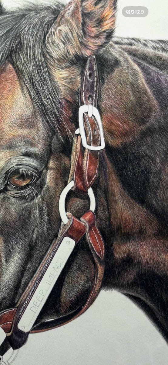 頭絡がとてもいい感じ。 #色鉛筆画 #ディープインパクト #JRA