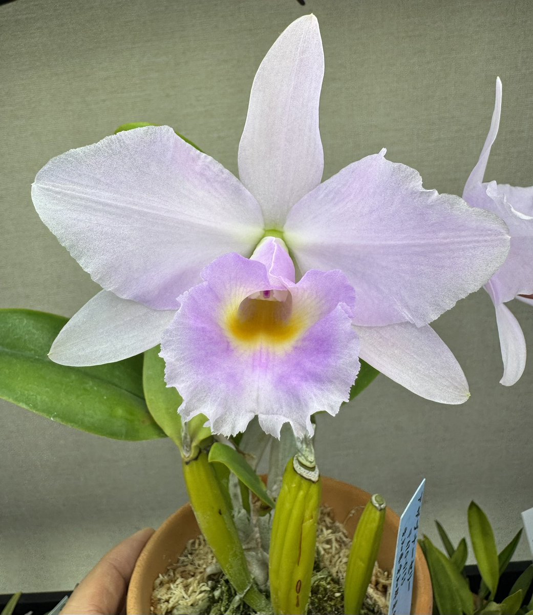 Yt (@Plantsman_jp) / Posts / X