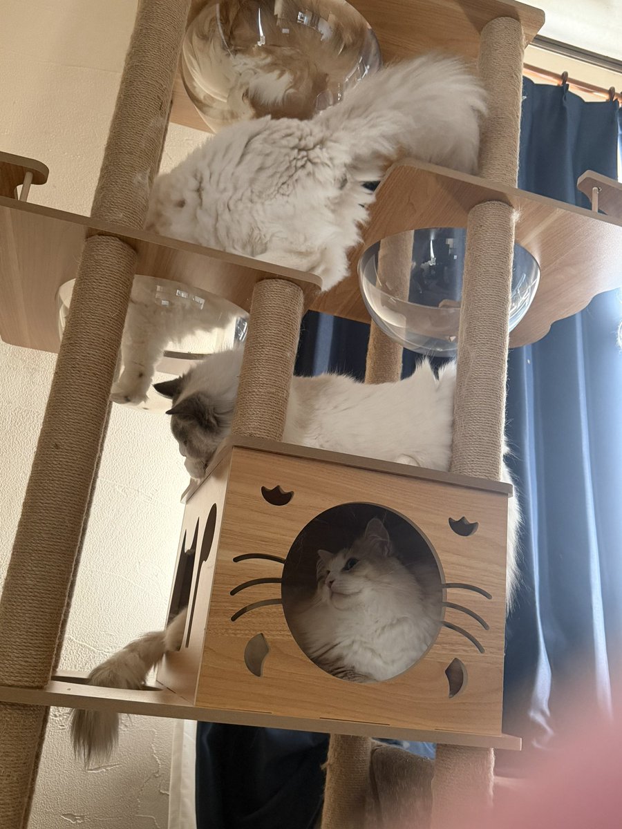 きのぴー (@kinokino1230) / Posts / X